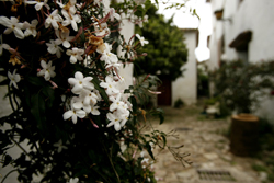 calles floridas de Castellar Viejo