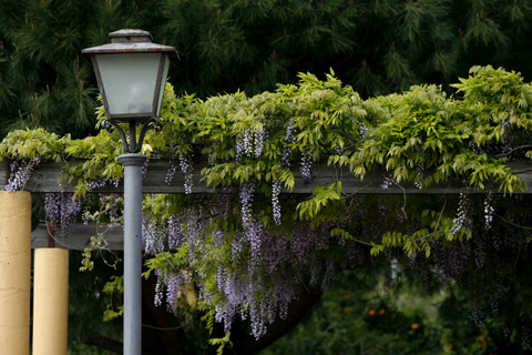 jardines de Almoraima